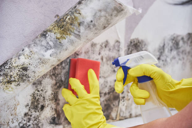 Best Black Mold Removal  in Elroy, WI